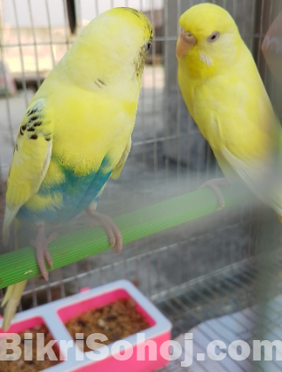 ০২টি চমৎকার বাচ্চাসহ বার্ড সেল